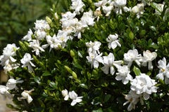 Arbusto floreciente de la gardenia imágenes de archivo libres de regalías Arbusto floreciente de la gardenia imágenes de archivo libres de regalías