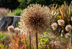 Allium seedheads growing amongst ornamental grasses. Photographed in Chiswick, West London UK on a sunny afternoon in June.