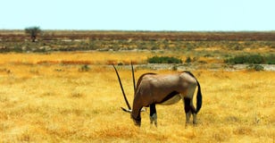 Archivbild von wild lebenden Tieren in einem afrikanischen Nationalpark stockfotos Archivbild von wild lebenden Tieren in einem afrikanischen Nationalpark stockfotos