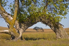 Arco grande del árbol del Cottonwood en el coto de la pradera de Kansas Tallgrass Arco grande del árbol del Cottonwood en el coto de la pradera de Kansas Tallgrass