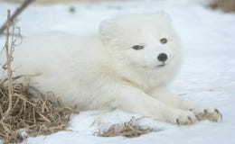 Arctic Fox Stretching Out On Snow royalty free stock images Arctic Fox Stretching Out On Snow royalty free stock images