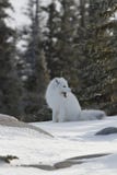 Arctic fox in white winter coat sitting on the snow, yawning stock photos Arctic fox in white winter coat sitting on the snow, yawning stock photos
