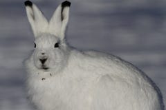 Arctic Hare with look of fright with willow pieces in its fur royalty free stock photo Arctic Hare with look of fright with willow pieces in its fur royalty free stock photo
