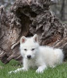 Arctic Wolf Pup Stock Photos