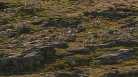 Arctic wolves, the wolf runs at the herd, trying to flush out the weak or the slow. North Canada stock images Arctic wolves, the wolf runs at the herd, trying to flush out the weak or the slow. North Canada stock images