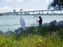 Ardeaalbum i Tampa, Florida royaltyfri foto Ardeaalbum i Tampa, Florida royaltyfri foto