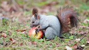 Ardilla con una manzana Ardilla con una manzana