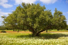 Argan boom met noten op takken royalty-vrije stock foto's Argan boom met noten op takken royalty-vrije stock foto's
