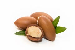 Argan Seeds Argan Seeds
