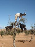 argan δέντρο του Μαρόκου αιγών Στοκ Εικόνα