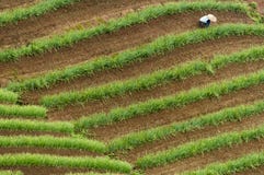 Argapura Ινδονησία 2018: Farmer που λειτουργεί στη φυτεία κρεμμυδιών τους το πρωί μετά από την ανατολή, δυτική Ιάβα, Ινδονησία στοκ φωτογραφία με δικαίωμα ελεύθερης χρήσης Argapura Ινδονησία 2018: Farmer που λειτουργεί στη φυτεία κρεμμυδιών τους το πρωί μετά από την ανατολή, δυτική Ιάβα, Ινδονησία στοκ φωτογραφία με δικαίωμα ελεύθερης χρήσης