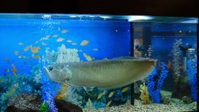 Arowana argenté • Osteoglossum bicirrhosum • Fiche poissons