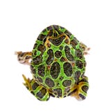 The Argentine horned froglet isolated on white Stock Image The Argentine horned froglet isolated on white Stock Image