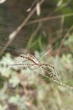 Argiope Trifasciata spider on web side view vertical Stock Photography Argiope Trifasciata spider on web side view vertical Stock Photography