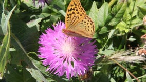 Argynnis pandora, de kardinaal, is een vlinder van de Nymphalidae-familie stock video Argynnis pandora, de kardinaal, is een vlinder van de Nymphalidae-familie stock video