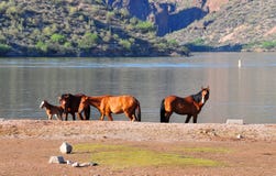 Arizona Landscape with Salt River Wild Horses Royalty Free Stock Photo Arizona Landscape with Salt River Wild Horses Royalty Free Stock Photo