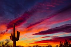 Arizona Saguaro cactus sunset