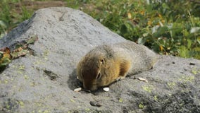 Arktischer Ziesel, der Samen auf Felsen isst kamchatka Arktischer Ziesel, der Samen auf Felsen isst kamchatka