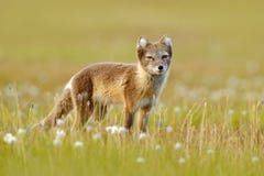 Arktisk räv, Vulpeslagopus, gullig djur stående i naturlivsmiljön, gräsäng med blommor, Svalbard, Norge Polar räv in royaltyfri bild Arktisk räv, Vulpeslagopus, gullig djur stående i naturlivsmiljön, gräsäng med blommor, Svalbard, Norge Polar räv in royaltyfri bild
