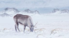Arktyczna przyroda - renifer w śnieżnej miecielicie Arktyczna przyroda - renifer w śnieżnej miecielicie