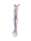 Arm arteries veins nerves