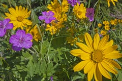 Arnica Flowers Sticky Geranium Wildflowers Sunflowers Wild Sunflower Stock Photography Arnica Flowers Sticky Geranium Wildflowers Sunflowers Wild Sunflower Stock Photography