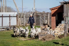 Aromashevsky Ρωσία στις 24 Μαΐου 2018: γυναίκα με τις αίγες farmstead στοκ φωτογραφίες Aromashevsky Ρωσία στις 24 Μαΐου 2018: γυναίκα με τις αίγες farmstead στοκ φωτογραφίες