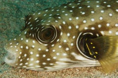 Arothron hispidus - Puffer fish