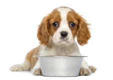 Arrogante Koning Charles Puppy die voor een lege metaalhondkom liggen stock foto's Arrogante Koning Charles Puppy die voor een lege metaalhondkom liggen stock foto's