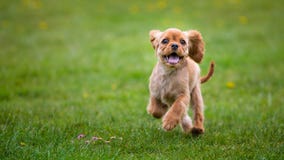 Arrogante Koning Charles Spaniel Puppy stock foto's Arrogante Koning Charles Spaniel Puppy stock foto's