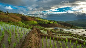 Arroz Paddy Field Landscape Mountain fotografia de stock Arroz Paddy Field Landscape Mountain fotografia de stock