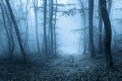 Arrástrese a través de un bosque oscuro misterioso en primavera imagen de archivo libre de regalías Arrástrese a través de un bosque oscuro misterioso en primavera imagen de archivo libre de regalías