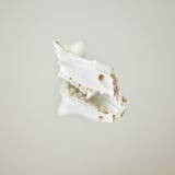 Ars Moriendi - Surreal Floating Bone Small Jaw & Teeth with Face royalty free stock photo Ars Moriendi - Surreal Floating Bone Small Jaw & Teeth with Face royalty free stock photo