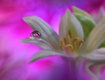 Art Abstract Spring Floral Background For Design.Droplet, Drop.Purple,flower.Web Banner.Border Background.Beautiful Nature. Royalty Free Stock Photo Art Abstract Spring Floral Background For Design.Droplet, Drop.Purple,flower.Web Banner.Border Background.Beautiful Nature. Royalty Free Stock Photo