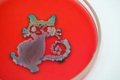Art from Colony of bacteria in culture medium plate Stock Image Art from Colony of bacteria in culture medium plate Stock Image