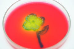 Art from Colony of bacteria in culture medium plate. Royalty Free Stock Photos Art from Colony of bacteria in culture medium plate. Royalty Free Stock Photos