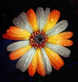 Art floral images libres de droits Art floral images libres de droits