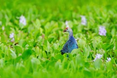 Art view of nature. Purple Swamphen, Porphyrio porphyrio, in the nature green march habitat in Sri Lanka. Rare blue bird with red Stock Photos Art view of nature. Purple Swamphen, Porphyrio porphyrio, in the nature green march habitat in Sri Lanka. Rare blue bird with red Stock Photos