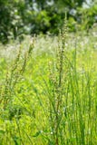 Artemisia or common names mugwort, wormwood, and sagebrush. royalty free stock images Artemisia or common names mugwort, wormwood, and sagebrush. royalty free stock images