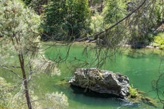 Arti di pino davanti al fiume Trinity verde a flusso rapido in California del Nord con roccia nel mezzo e nell'altra banca dentro fotografia stock Arti di pino davanti al fiume Trinity verde a flusso rapido in California del Nord con roccia nel mezzo e nell'altra banca dentro fotografia stock