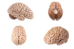 Artificial human brain model indifferent view