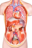 Artificial human torso model with organs royalty free stock photos Artificial human torso model with organs royalty free stock photos