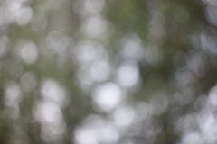 Blurred green background with white bokeh disks royalty free stock image Blurred green background with white bokeh disks royalty free stock image