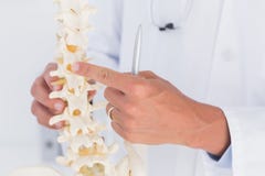 Arts die anatomische stekel tonen stock foto Arts die anatomische stekel tonen stock foto