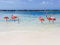 Aruba flaming Aruba flaming