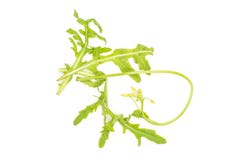 Arugula crudo fresco Rucola aislado en blanco fotos de archivo Arugula crudo fresco Rucola aislado en blanco fotos de archivo