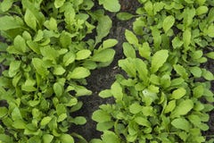 Arugula het groeien in de tuin royalty-vrije stock afbeeldingen Arugula het groeien in de tuin royalty-vrije stock afbeeldingen