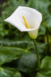 Arum Lily Flower images libres de droits Arum Lily Flower images libres de droits