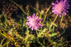 Arvénsis d'utia de ¡ de KnÃ, une belle usine éternelle, une nuance agréable de rose-lilas photographie stock libre de droits Arvénsis d'utia de ¡ de KnÃ, une belle usine éternelle, une nuance agréable de rose-lilas photographie stock libre de droits