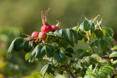 As bagas vermelhas da rosa selvagem imagens de stock As bagas vermelhas da rosa selvagem imagens de stock